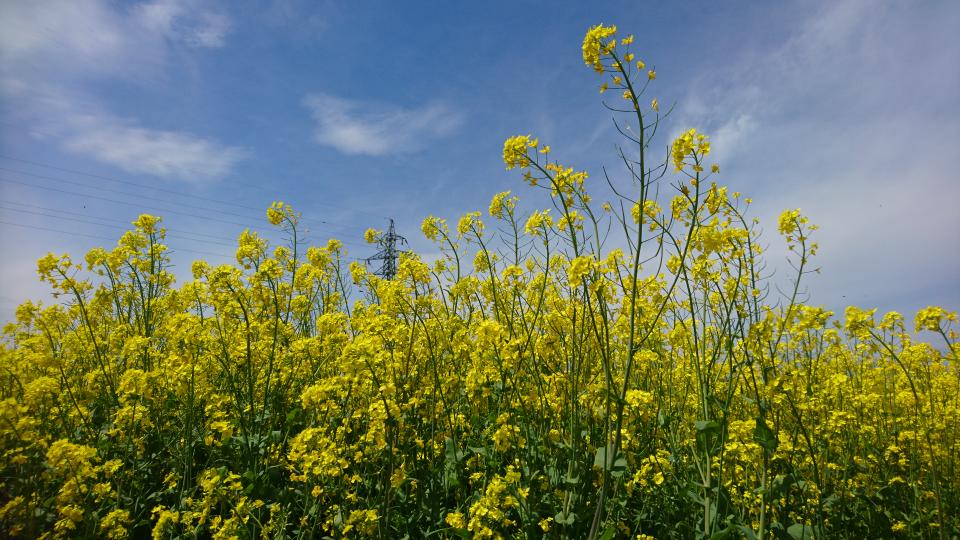 童謡・唱歌・日本のうた
